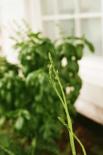 Delicate young asparagus spear emerging from garden soil with soft focus background, shot on ColorPlus 200 film
