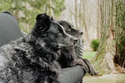 Warm-toned color film portrait of two dogs side by side on a wicker outdoor couch — Larry, a long-coated black-and-silver merle herding mix with a bright white blaze down his muzzle, sitting alert in the foreground with his head turned to gaze off-frame to the right, and Laika, a darker solid-black mixed-breed dog with a softly greying muzzle and warm brown eyes, resting just behind him with her head and front paws draped over the woven armrest as she watches the same distant something — the pair framed against a soft spring-bare backdrop of slender tree trunks, a mossy thick trunk on the right edge, and a low patch of green garden shrubs and lawn, captured on Kodak Portra 800 for its creamy color rendition, gentle skin-tone-warm fur tonality, and the painterly soft-grain texture that the stock brings to outdoor portrait light