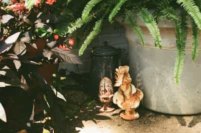 Charming garden patio scene with decorative pottery, lush ferns, flowering plants, and rustic outdoor elements photographed on ColorPlus 200 film