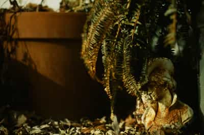 Moody garden still life featuring weathered concrete cherub or angel statue nestled among golden-brown winter ferns and evergreen foliage, with textured terracotta planter and scattered autumn leaves creating rustic composition, captured with shallow depth of field and dramatic side lighting emphasizing texture and warm earth tones on Kodak Ektachrome E100 slide film, evoking the quiet melancholy beauty of dormant winter gardens and classical garden ornamentation