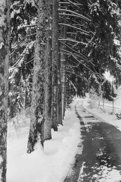 Classic black and white winter landscape of country driveway lined with towering snow-covered pine and fir trees, wet asphalt path cutting through deep snow banks with dramatic perspective leading into distance, snow-laden evergreen branches bending under weight creating natural archway, captured on Ilford HP5+ 400 film with rich grayscale tonal range and high contrast emphasizing texture of tree bark and pristine snow, evoking solitary winter journeys and the serene silence of snow-blanketed forest roads