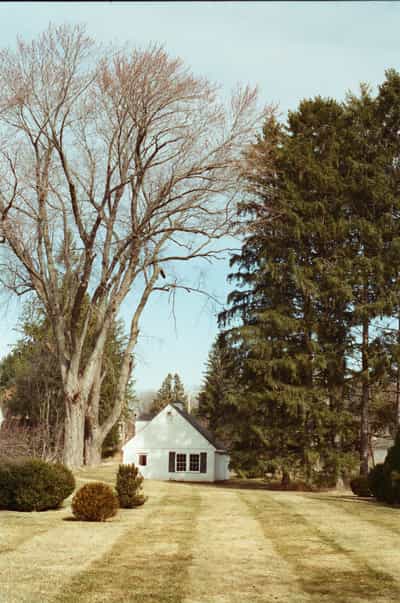 Charming white clapboard garage with dark-framed windows centered at end of soft gravel driveway flanked by rounded boxwood shrubs, dwarfed by an enormous bare deciduous sycamore tree with dramatic skeletal branches reaching across the pale blue early spring sky alongside a tall dense evergreen conifer, warm vintage color tones and soft atmospheric grain characteristic of Cyberpunk 400D film lending a nostalgic pastoral quality to this vertical composition that emphasizes the towering scale of the mature trees against the modest New England-style structure, with hints of neighboring homes and bare hardwood forest visible in the middle distance creating a serene rural American landscape bathed in gentle late-winter sunlight