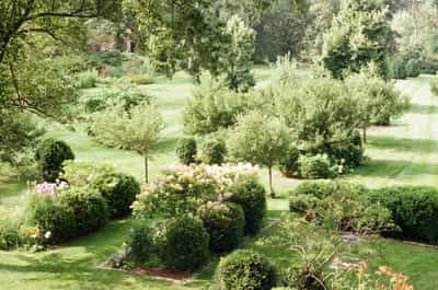 Garden scene with natural vegetation shot on ColorPlus 200