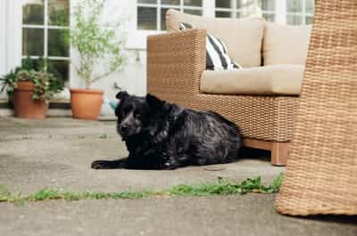 Portrait of Laika the dog captured on ColorPlus 200 film