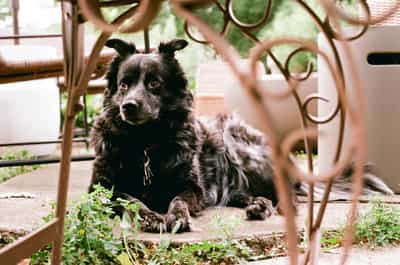 Portrait of Laika the dog naturally framed by decorative wrought iron garden furniture, creating an artistic composition with soft natural lighting, photographed on ColorPlus 200 film