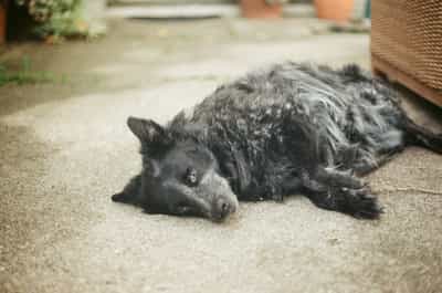 Laika the dog lying peacefully on concrete patio surface with garden elements and wicker furniture in soft natural background, captured on ColorPlus 200 film