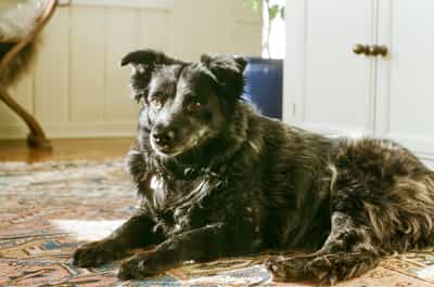 Attentive black border collie mix with warm amber eyes and thick fluffy coat lying regally on an ornate oriental rug with faded blue and coral patterns, front paws crossed elegantly while gazing directly into the camera with alert yet relaxed expression, white wainscoting and a closed door visible in the softly blurred background alongside glimpses of houseplants and furniture, natural window light illuminating the dog's face and highlighting silver-flecked fur along the chest and muzzle, captured on Kodak Kodacolor 200 film with warm natural color rendition and fine grain producing an intimate domestic portrait that conveys the deep bond and quiet dignity of a beloved family companion at rest in its home