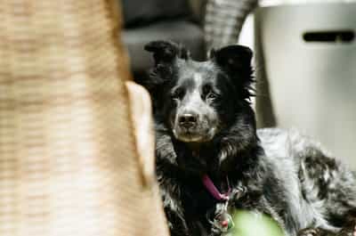 Tender close portrait of small black-coated herding-mix dog Laika resting watchfully on a porch chair, her alert face and bright dark eyes catching soft window light from camera-right while her muzzle's silver weathering reveals her age, the composition built around heavy out-of-focus foreground left of a tan woven textile blocking the left third of frame, with a softly bokeh'd background of grey upholstered furniture, wire chair frame, and a pale planter creating gentle depth, captured on Kodak ColorPlus 200 with the consumer film's warm saturation, gentle grain structure, and slightly elevated contrast lending the patient quiet domestic atmosphere of a beloved dog at home.