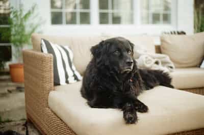 Larry the dog sitting elegantly with crossed front paws on cream-colored patio furniture, showcasing his distinguished posture against bright patio setting, shot on ColorPlus 200 film