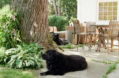 Larry the cat and Laika the dog together on ColorPlus 200