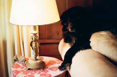 Larry the cat near lamp in warm interior light on ColorPlus 200
