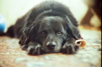 Ultra-low angle intimate portrait of a black long-haired dog lying flat on an oriental rug with chin resting directly on the floor and paws stretched forward, large soulful brown eyes gazing directly into the lens with gentle melancholy while a small rawhide bone sits just beside its nose, extremely shallow depth of field rendering the background into a wash of warm abstract color and soft circular bokeh, captured on Cyberpunk 400D film with characteristically warm vintage tones and soft atmospheric grain that enhance the tender emotional quality, the close perspective and dreamy defocused surroundings creating a deeply personal and endearing pet portrait radiating quiet contentment and companionship