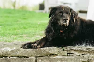 Low-angle eye-level portrait of large black-coated dog Larry stretched out atop a weathered limestone garden retaining wall, his front paws extending casually over the edge and his head turned just off-axis toward camera with the dignified patient expression of an older dog, the lush deep-green spring lawn filling the upper background and a pale architectural fragment of the home softly out of focus behind, soft overcast light revealing every texture in his slightly silvered black coat against the wall's mottled grey stone, captured on Kodak ColorPlus 200 with the consumer film's warm saturated greens, gentle grain, and natural daylight rendering, the composition placing the dog as a calm horizontal anchor across the lower two thirds of frame.