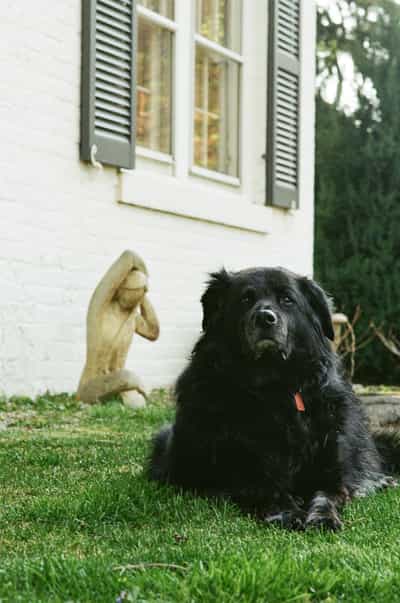Vertical environmental portrait of large black dog Larry settled regally on lush spring grass at the foot of a white-painted brick home with dark forest-green shutters, his sharply alert gaze meeting the camera as a small weathered carved wooden figure of a contemplative child rests quietly in the background grass to the left, the two subjects forming a gentle compositional dialogue between living and still presence, framed by mature evergreens and the rhythmic geometry of paned windows above, captured on Kodak ColorPlus 200 with the consumer film's rich green saturation, soft naturalistic light, and gentle grain, the photograph quietly evoking the unspoken companionship between a dog and the place he calls home.